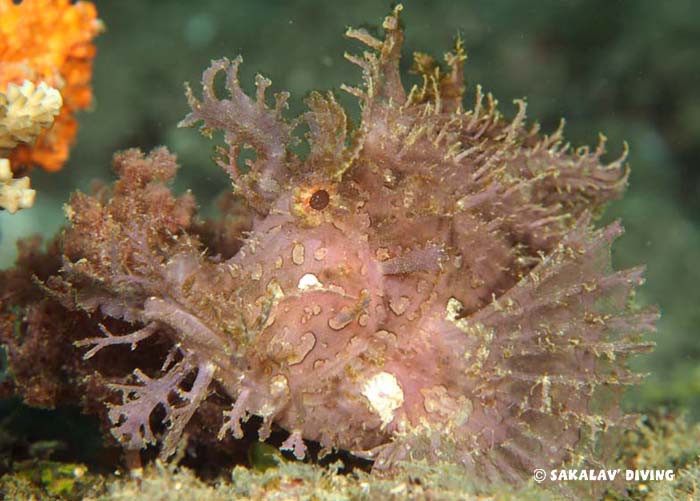 differents sites de plongée Nosy Be